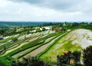 Subak Jadi Warisan Budaya UNESCO, Ayo Berkunjung ke Museumnya!